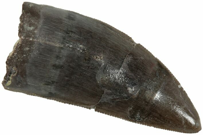 Serrated, Triassic Reptile (Postosuchus?) Tooth - Arizona #231161